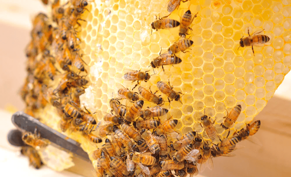 SWEETEN YOUR LIFE WITH BEEKEEPING